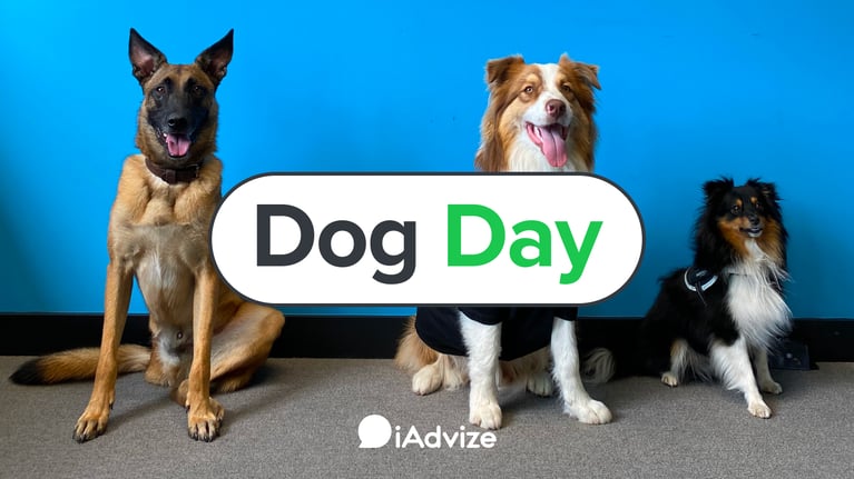Blog | Dog's Day at iAdvize: The Benefits of Bringing Your Dog to Work
