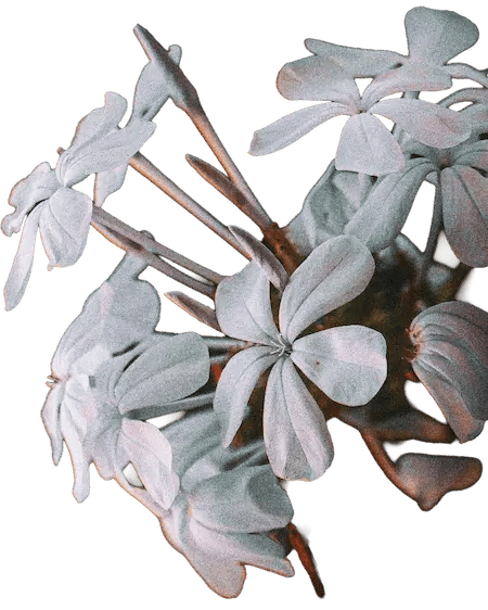 Fleur droite
