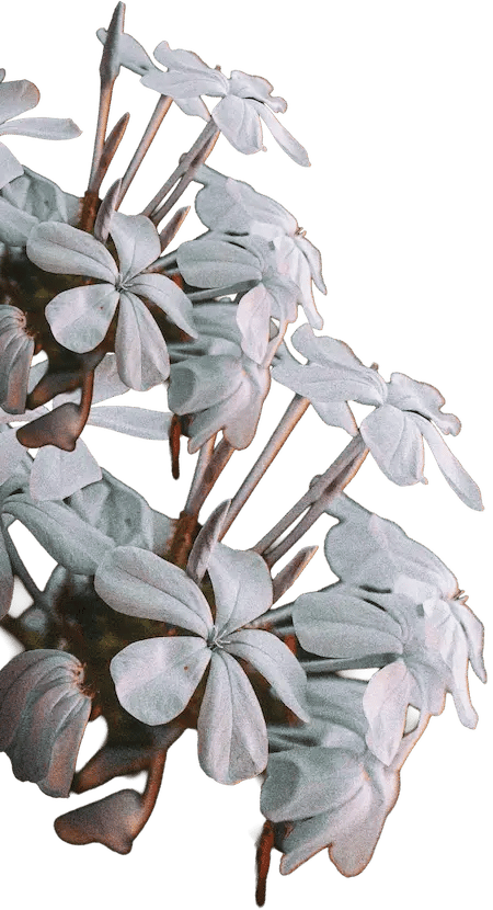 Fleurs gauche