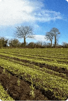 Restauration de la biodiversité