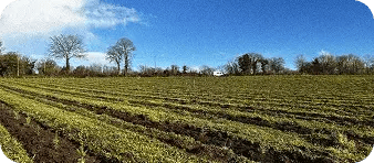 Restauration de la biodiversité