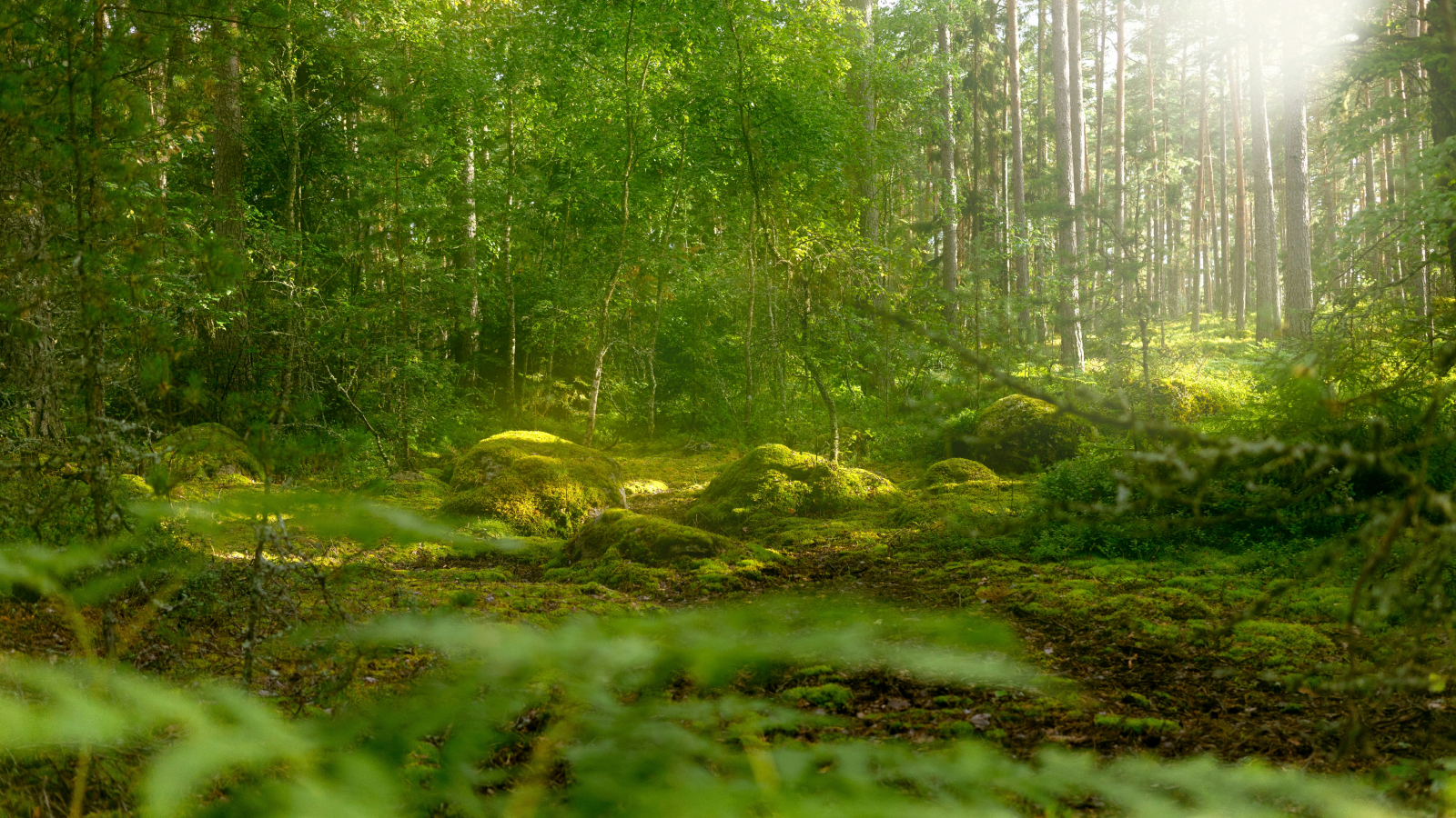 Contribution carbone et biodiversité : l'initiative d’iAdvize